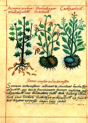Libellus de Medicinalibus Indorum Herbis